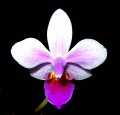 Phal. Venus 'Angel Orchids' (2)